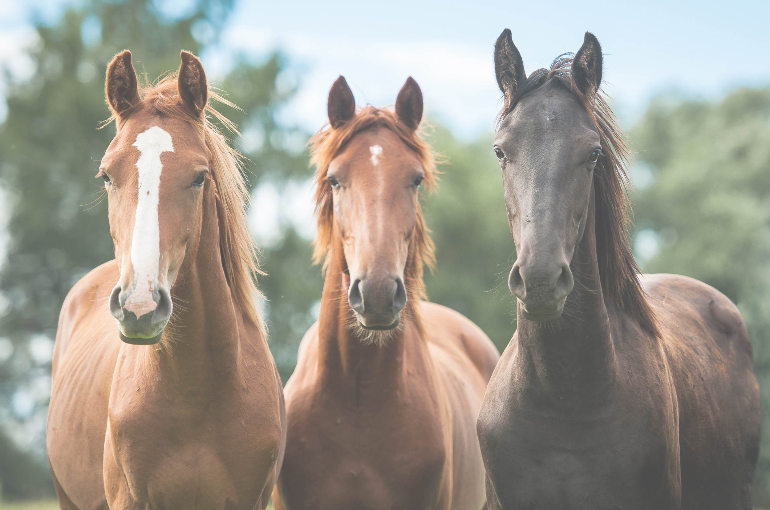 Group of three young horses on the pasture